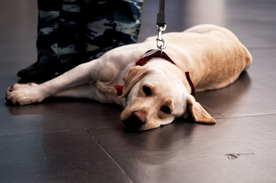 The ADA Two-Question Rule and the Case Against AI-Driven Service Dog Documentation Checks